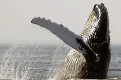 Người chèo thuyền kayak bị cá voi lưng gù nuốt chửng ngoài khơi Chile