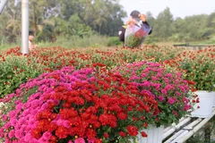 ĐBSCL: Hoa kiểng nở sớm do thời tiết lạnh, mưa trái mùa
