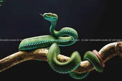 Ranh giới giữa sáng tạo và giả tạo