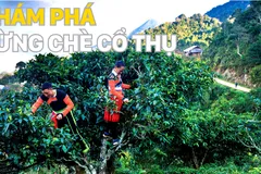 Khám phá rừng chè cổ thụ