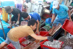 Sau bão số 6, ngư dân Quảng Ngãi tranh thủ đánh bắt ven bờ