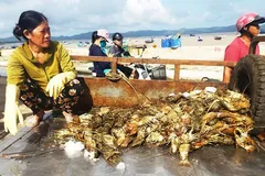 Nước mắt người nuôi tôm hùm Sông Cầu sau lũ