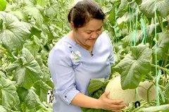  Mô hình trồng dưa lưới sạch cho năng suất thu hoạch và giá trị gia tăng cao tại Đông Thạnh, huyện Hóc Môn.
