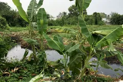 Khu đất thuộc Dự án 150ha quy hoạch công viên ở quận 12, TPHCM đang chờ triển khai thực hiện