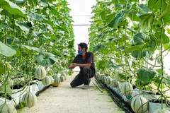 Chính sách ưu đãi cho DN trong nước lĩnh vực nông nghiệp, nhưng thực chất tạo lợi thế cho DN FDI.