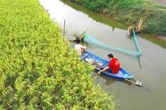 Sản xuất lúa hữu cơ: Lối đi hiệu quả, bền vững