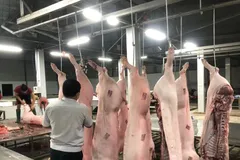 Lò mổ lậu tràn lan, nhà máy giết mổ gia súc gặp khó