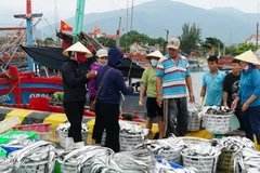 Quảng Bình: Tàu từ Hoàng Sa vào bờ trú bão số 4, mang theo cá đầy khoang