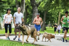 Chó thả rông ở công viên không được rọ mõm.