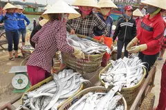 Nghề đánh bắt cá hố ở làng Cảnh Dương duy trì gần 400 năm qua 