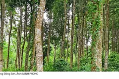 Thoát nghèo nhờ giữ màu xanh của rừng