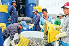 Xuất khẩu thủy sản tỉnh Sóc Trăng đạt 950 triệu USD năm 2023. 