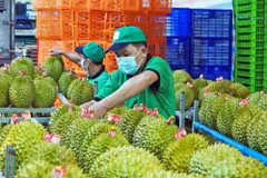 Xuất khẩu nông nghiệp vượt thách thức, chạm mục tiêu