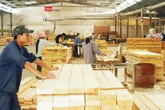 Gỗ VN xuất sang châu Âu phải có chứng nhận khai thác hợp pháp