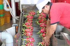 Thanh long Việt Nam ngon hơn thanh long của nhiều nước. (Ảnh: Nam Thái/TTXVN)