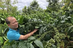 Thực thi EVFTA: Khẳng định chất lượng nông sản Việt Nam