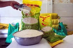 Bảo hộ sở hữu trí tuệ gạo ST 25: Bài học lớn cho doanh nghiệp Việt