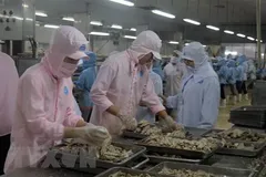 Chế biến cá hộp xuất khẩu tại Khu công nghiệp Cảng cá Tắc Cậu, xã Bình An, huyện Châu Thành (Kiên Giang). (Ảnh: Lê Huy Hải/TTXVN)