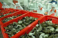 Kim ngạch xuất khẩu tôm 6 tháng đầu năm chỉ đạt 1,546 tỷ USD, giảm 31,9% so với cùng kỳ năm 2022. (Ảnh minh họa - Ảnh: Báo Đầu tư)