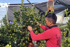 Các nghệ nhân trồng quất bonsai đã sáng tạo những chậu quất ghép gỗ lũa độc đáo