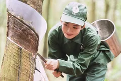Công nhân cạo mủ cao su tại Nông trường cao su Lộc Ninh. (Ảnh: Hồng Nhung/TTXVN)
