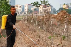 'Thủ phủ' hoa, cây cảnh ở Thái Bình sẵn sàng cung ứng cho thị trường Tết 2025