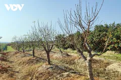 Các tháng cuối năm là vụ hoa chính của các nhà vườn Đông Triều, mang lại nguồn thu nhập đáng kể so với các vụ trồng lúa trong năm