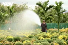 Nhà vườn Đắk Lắk tất bật vụ hoa Tết