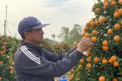 Chủ vườn kiểm tra cây bàn giao cho khách. (Ảnh: Nguyễn Lành/TTXVN)