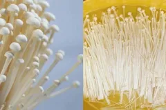 Tiêu hủy hơn 2,5 tấn nấm kim châm quá hạn sử dụng