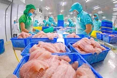 Chế biến cá tra xuất khẩu. (Ảnh: PV/Vietnam+)