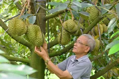 Quản lý tốt chất lượng giúp sản phẩm sầu riêng tỉnh Lâm Đồng tăng được uy tín và giá trị trên thị trường xuất khẩu