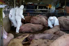 Dịch tả lợn châu Phi diễn biến phức tạp