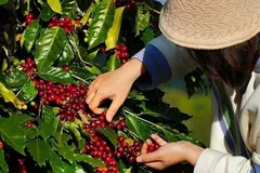 Cà phê Việt trước thách thức từ quy định chống mất rừng của EU