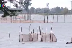 Nước lũ về sớm tại ĐBSCL