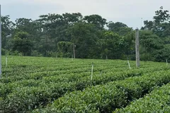 Thái Nguyên chi hơn 500 tỷ đồng thúc đẩy ngành chè Giai đoạn 2025 - 2030