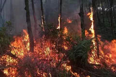 TPHCM siết quản lý, chống cháy rừng mùa khô