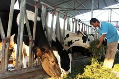 Nhiều vùng chăn nuôi bò sữa trên đà phá sản