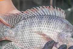 Xuất khẩu lô hàng 700 tấn cá rô phi đầu tiên sang Brazil