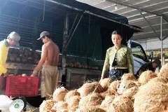 Hợp tác nông nghiệp Định Thuỷ (xã Đồng Khởi, tỉnh Vĩnh Long) cung cấp dừa nguyên liệu cho các công ty chế biến