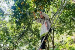 Người dân Bạch Thông phấn khởi khi được mùa quýt Bắc Kạn