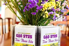 Ra mắt sản phẩm gạo ST25 tím than sữa