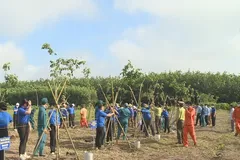 Việt Nam trồng được hơn 1,4 tỷ cây xanh trong 5 năm qua