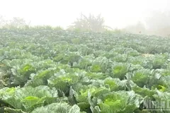 Ngành nông, lâm nghiệp bị ảnh hưởng nặng bởi mưa lũ