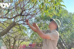 Anh Nguyễn Văn Bằng (phường Gia Sàng, Thái Nguyên) chăm sóc những cây đào sau lũ