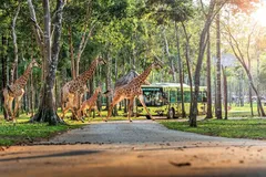 Safari bán hoang dã đầu tiên của Việt Nam trên Đảo Ngọc.