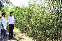 Cây cam sành héo lá, vàng lá, ảnh hưởng năng suất vụ tiếp theo.