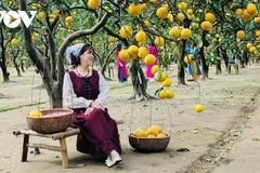 Thủ phủ bưởi Diễn hối hả vào mùa thu hoạch dịp Tết