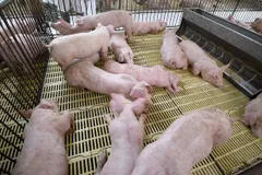 Lãnh đạo Cục Chăn nuôi cũng không biết khi nào giá heo hơi hồi phục
