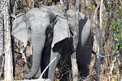 WWF khởi động sáng kiến mới về voi châu Á
